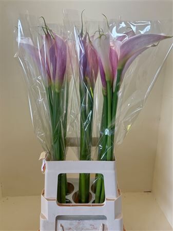 Zant Aethiopica Pink