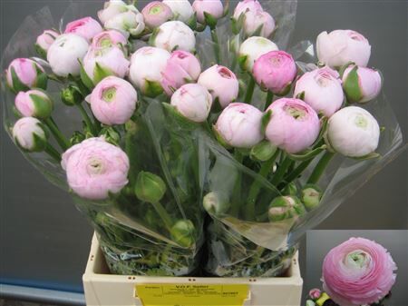 Ran Aazur Light Pink