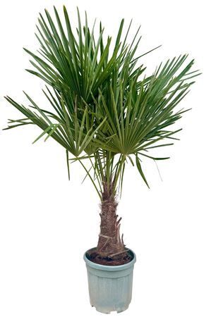 Trachycarpus Fortunei
