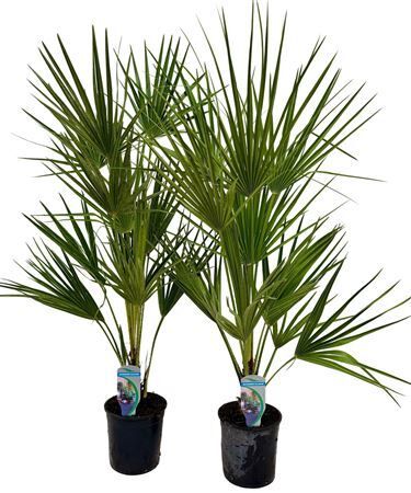 Chamaerops Humilis Xl