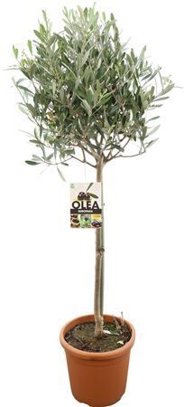 Olea Europea Stam