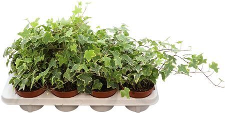 Hedera Helix White Wonder