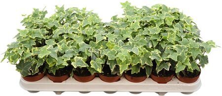 Hedera Helix Geelbont