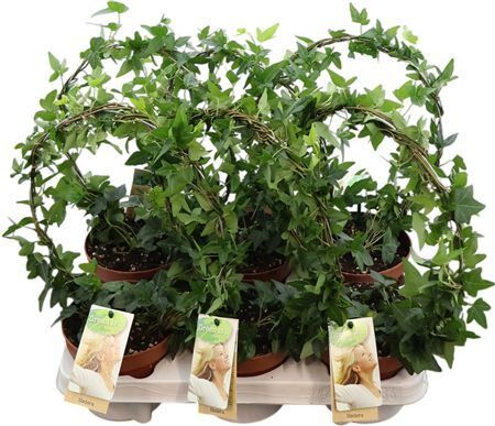 Hedera Helix Groen Enkele Boog