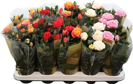 Ro Kordana Grande Gemengd