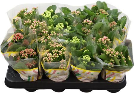 Kalan Mini Gev Gemengd 5kl