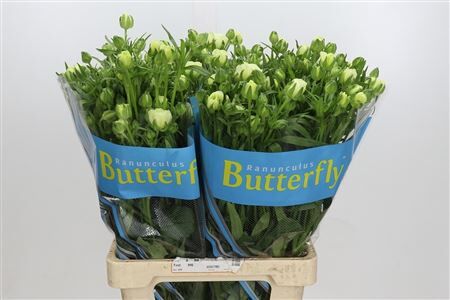 Ranunculus Butterfly Graces