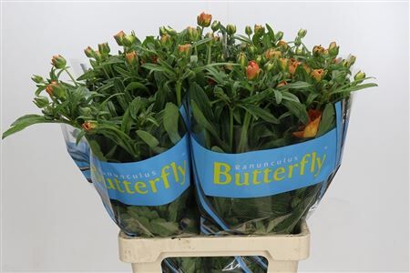 Ranunculus Butterfly Galathea