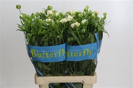 Ranunculus Butterfly Ariadne