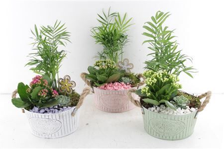 Arr2 Pl Zink Jardin Du Vintage - Mi