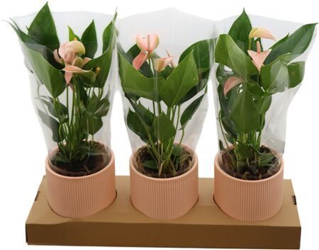 Anthu An Joli Peach Keramiek Atlanta