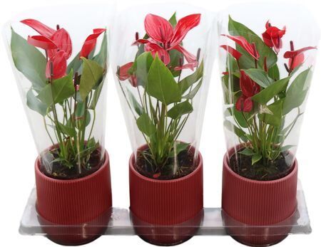 Anthu An Banderola Lava Keramiek Atlanta