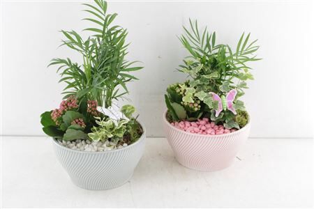 Arr2 Pl Ker. Schaal Glitch - Mix