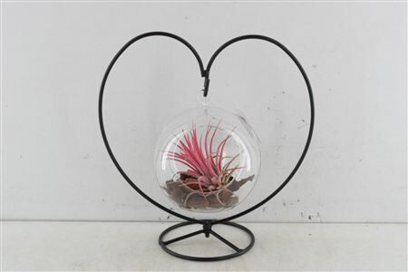 Arr2 Td Tillandsia Metaal Hart Hang