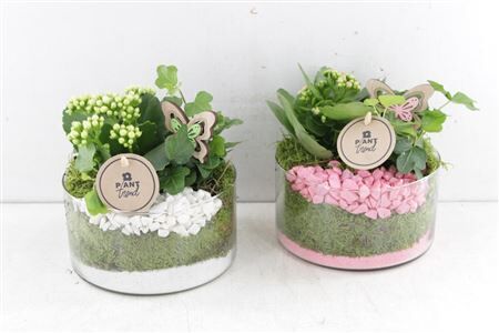 Arr2 Pl Cilinder Schaaltje 2pl - Mi