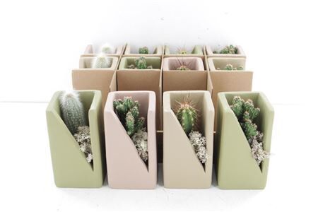 Arr3 De Truly Cactus - Meles Concr