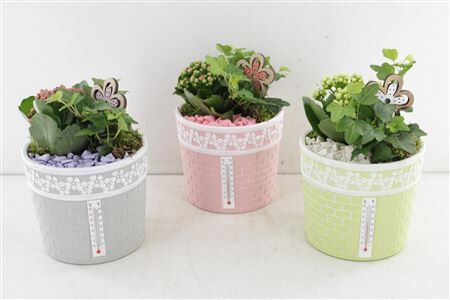 Arr2 Pl Ker. Pot Celcius - Mix