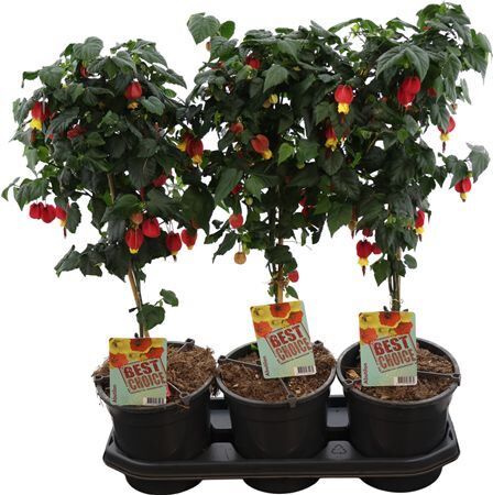 Abutilon Red Trumpet Stam