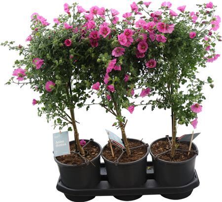 Anisodontea Elegance Princess Stam