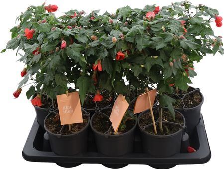 Abutilon Red Trumpet Stam