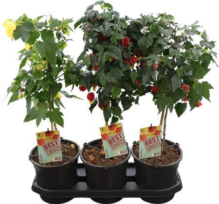 Abutilon Gemengd Stam