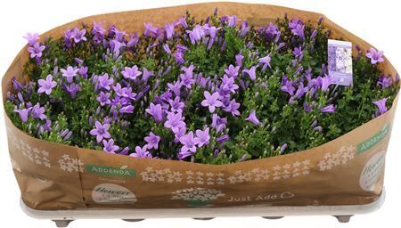 Camp Port Light Blue