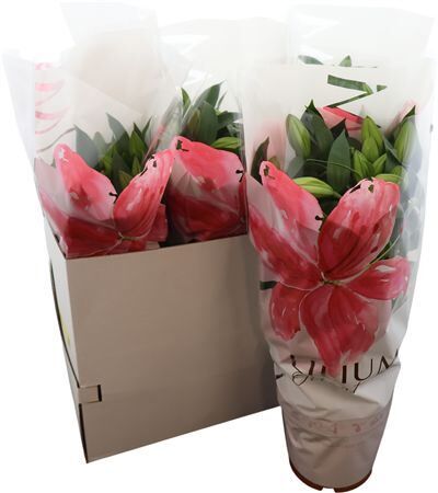 Lil Or Gemengd Special 5pp