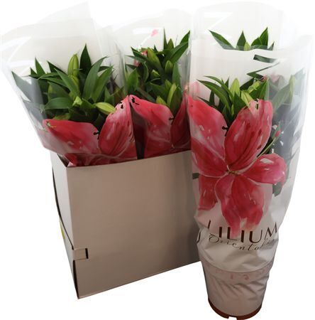 Lilium Or Entertainer 19cm