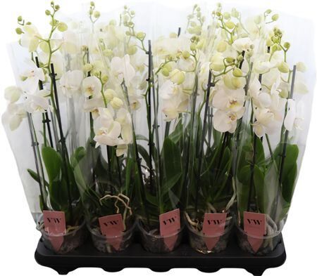 Phal Wit Inverness 3 Tak