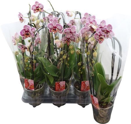 Phal Casc Overig Paars 2 Tak