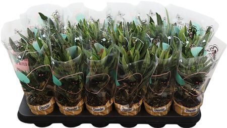 Nerium Oleander Gemengd