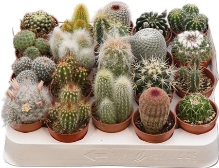 Cactus Gemengd