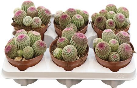 Echinocereus Rubrispinus