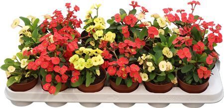 Euphorbia Milli Gemengd