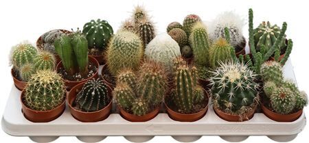 Cactus Gemengd