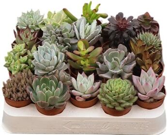 Succ Gemengd