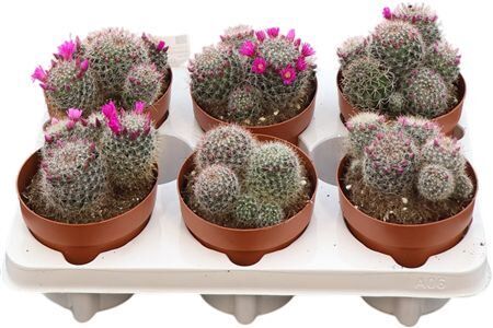 Mammillaria Bocasana