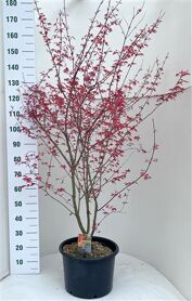 Acer Pa Deshojo Xl
