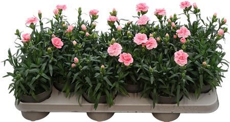 Dianthus Osc Pink