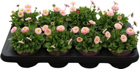 Bellis P Kl Bel Rose