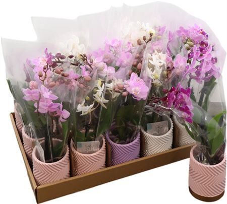 Phal Mini Gemengd 2 Tak Keramiek