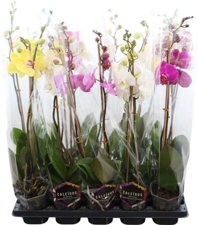 Phal Gemengd 2 Tak 16+