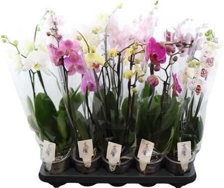 Phal Gemengd 2 Tak 6kl 16+