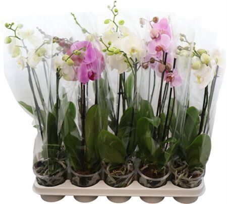 Phal Gemengd 2 Tak 16+