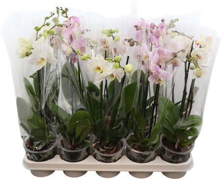 Phal Gemengd 2 Tak 16+