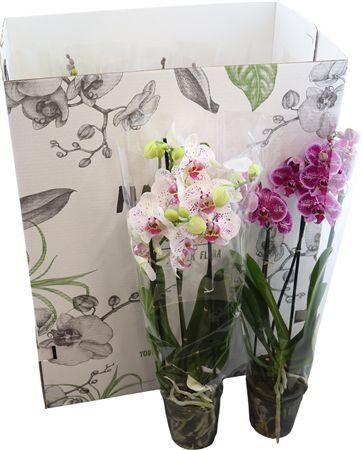 Phal Gemengd 3 Tak Your Natural Orchid