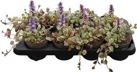Ajuga R Burgundy Glory