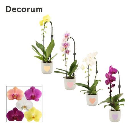 Phal Casc Gemengd 1 Tak Keramiek Jolijn