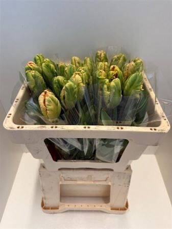 Tu Pa Apricot Parrot