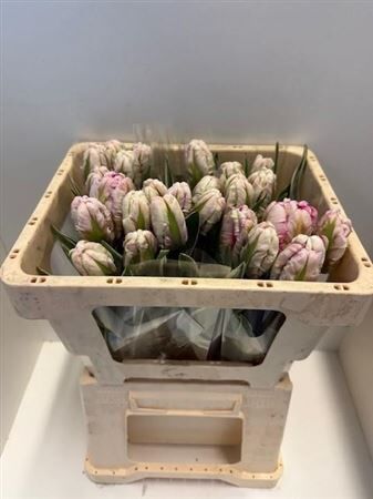 Tu Pa Silver Parrot Design